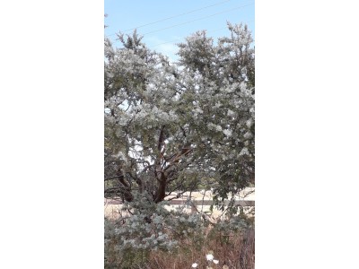 Acacia baileyana Acacia baileyana
